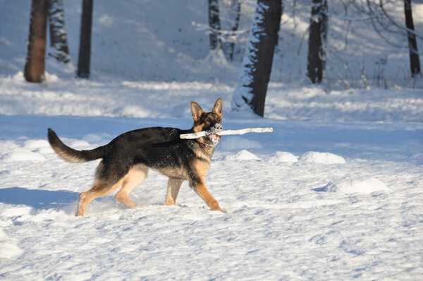 The dog plays in winter park