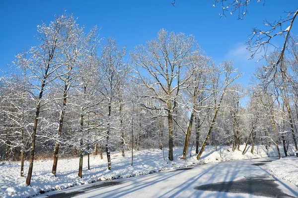 Pond are covered with ice in park — Stock Photo, Image