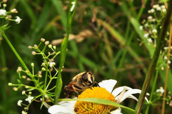 Bir papatya arıya — Stok fotoğraf