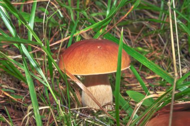 Boletus orman çim