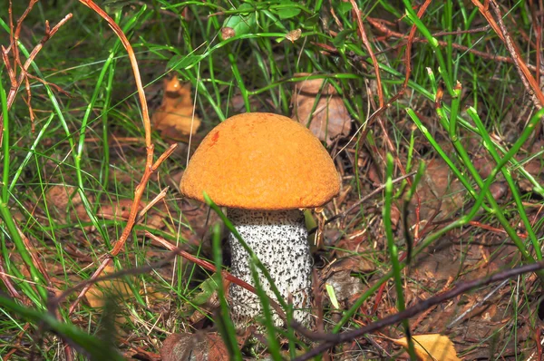 Aspen paddestoel in het bos — Stockfoto