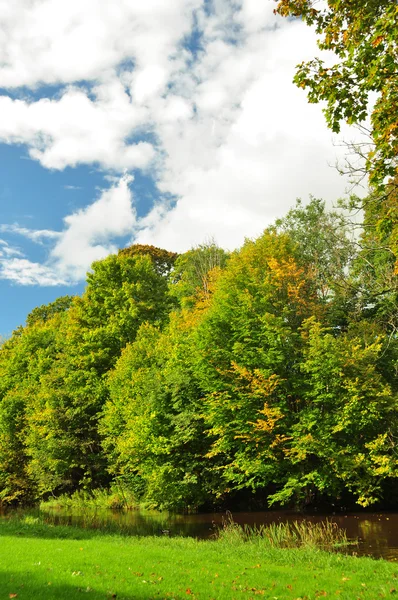 秋天的树木在公园在一个晴朗的天 — 图库照片