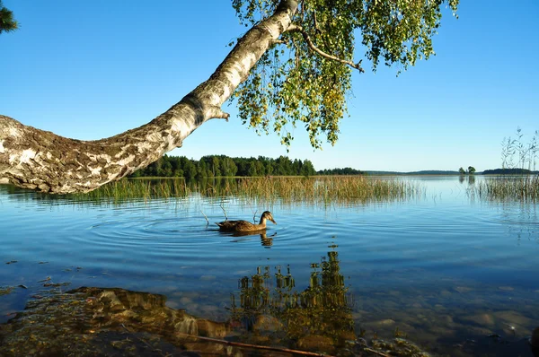 Naturen vid sjön Stockbild