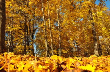 sarı yaprakların ağaçlarda