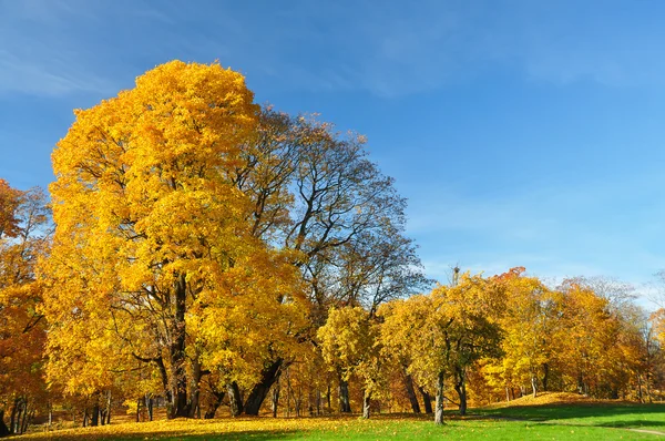 sarı yaprakların ağaçlarda