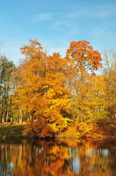 Yellow leaves on trees — Stock Photo, Image