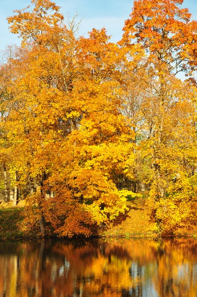 Feuilles jaunes sur les arbres — Photo