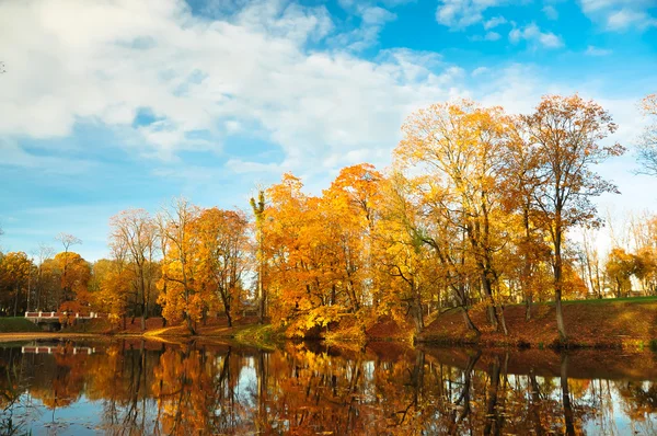sarı yaprakların ağaçlarda