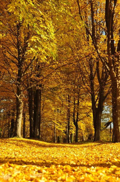 Passo a passo no parque no outono — Fotografia de Stock