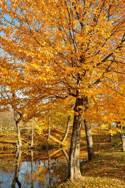 sarı yaprakların ağaçlarda