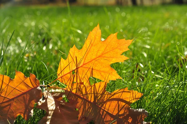 秋の葉、緑の芝生の上 — ストック写真