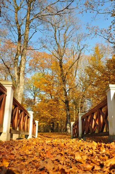 Sarı yaprakların ağaçlarda. patika Köprüsü — Stok fotoğraf