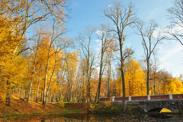 Gele bladeren op bomen. voetpad brug — Stockfoto