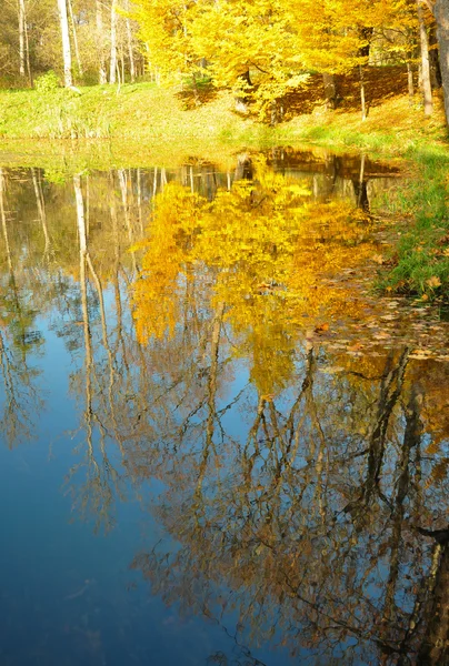 Желтые листья на деревьях у пруда — стоковое фото