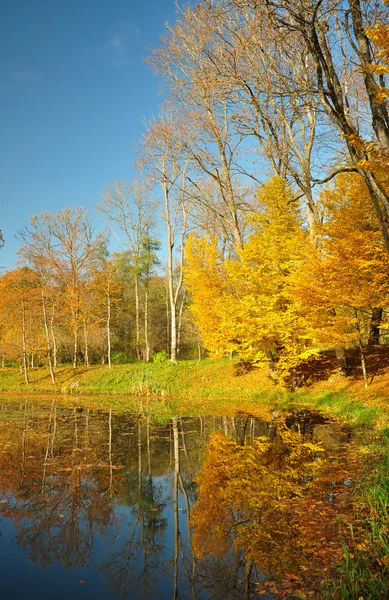 Gele bladeren aan de bomen op een vijver — Stockfoto