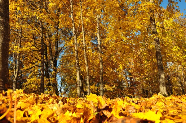 sarı yaprakların ağaçlarda