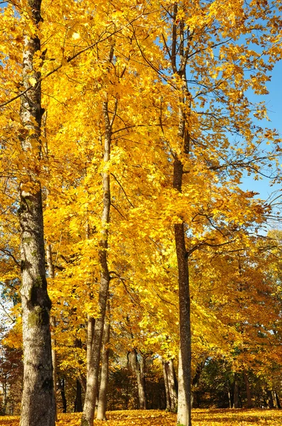 Sarı yaprakların ağaçlarda — Stok fotoğraf