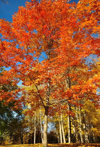 Folhas vermelhas em uma árvore de outono — Fotografia de Stock