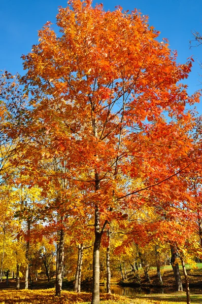 Foglie rosse a un albero di autunno — Foto Stock