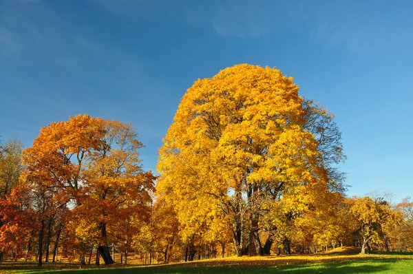 Grote bomen die het is bedekt met gele bladeren — Stockfoto