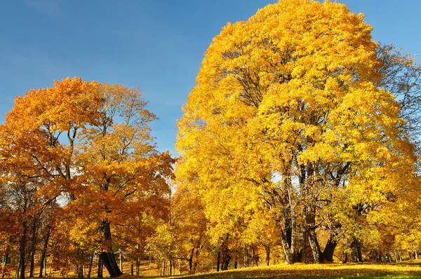 Grandi alberi è coperto di foglie gialle — Foto Stock