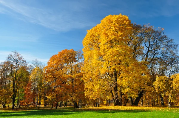 Foglie gialle su grandi alberi Foto Stock Royalty Free