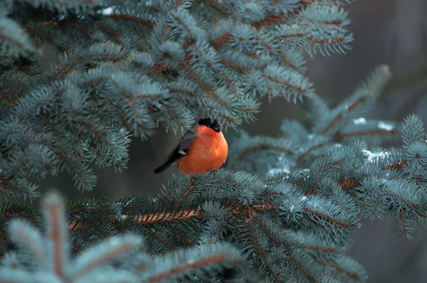 Bullfinch on a fir tree branch — Stock Photo, Image