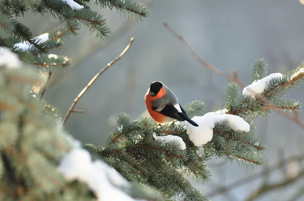 Bullfinch on a fir tree branch — Stock Photo, Image