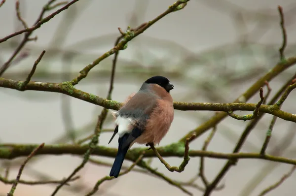 Bullfinch en una rama — Foto de Stock