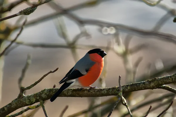 Bullfinch on a branch — Stock Photo, Image