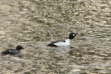ortak goldeneye gölet