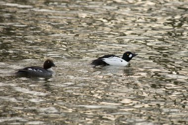ortak goldeneye gölet