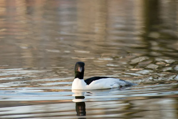 Merganser comum em uma lagoa — Fotografia de Stock