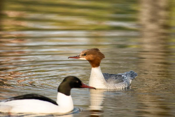 Common merganser in a pond — Stock Photo, Image