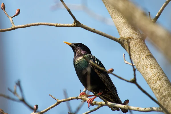 Bir dalda sığırcık