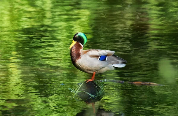 Die Ente kostet auf einem Stein — Stockfoto