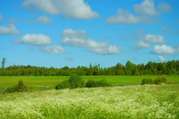 Green meadows — Stock Photo, Image