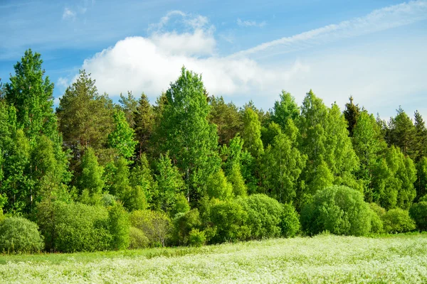 Grön skog — Stockfoto