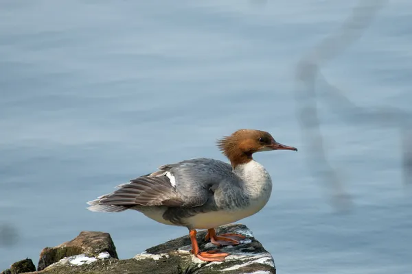 Gemeenschappelijke merganser op een steen Rechtenvrije Stockafbeeldingen