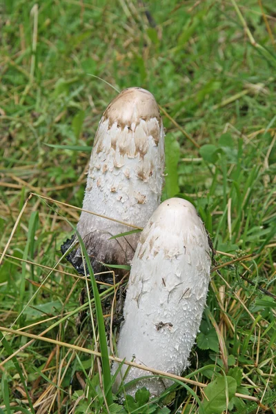 Champiñones en medio del bosque para recoger — Foto de Stock