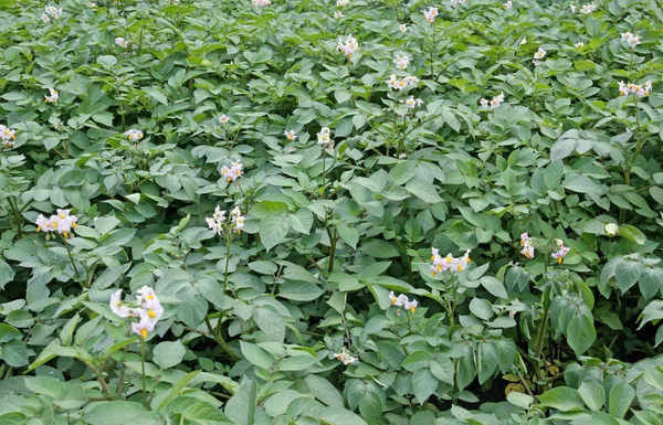 Potatis växter i blomma i trädgården på sommaren — Stockfoto