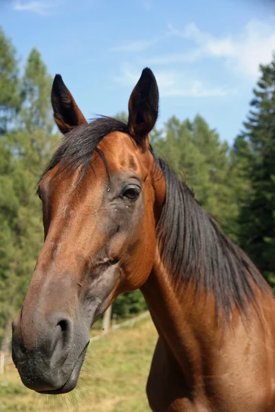 Bocal do belo cavalo marrom nas montanhas — Fotografia de Stock