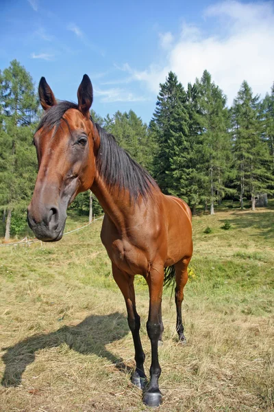 Cute Brown cavalo tomado com grande ângulo — Fotografia de Stock
