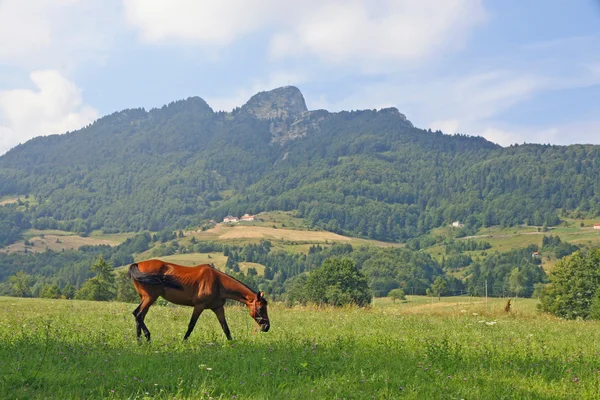 Schönes glänzend braunes Pferd, das im Gras weidet — Stockfoto