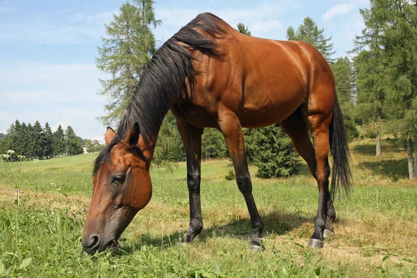 Beau cheval brun brillant pâturant l'herbe — Photo