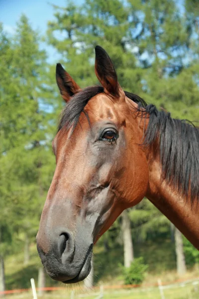 Museau cheval dans les montagnes en été — Photo