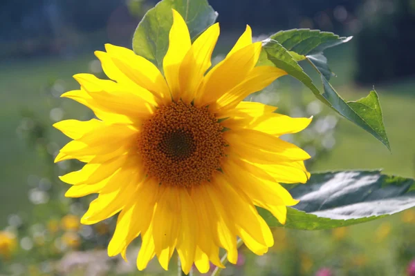 Mooie heldere gele zonnebloem zon kuste — Stockfoto