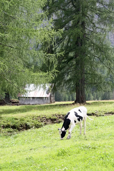 Vaca pastando bajo los árboles —  Fotos de Stock