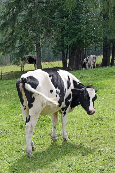 Vacas pastando bajo los árboles —  Fotos de Stock