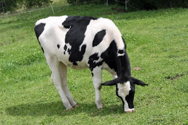 Black and white cow eats green grass — Stock Photo, Image